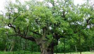 El bosque de Sherwood